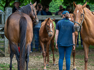 KS300622-21 - Cupboard Love & foal by Territories